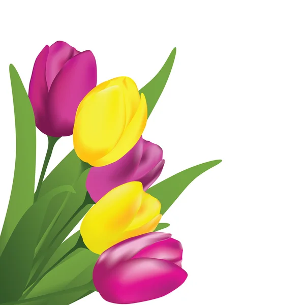 Jarní tulipány — Stockový vektor