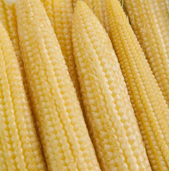 Stock image Young tai corn