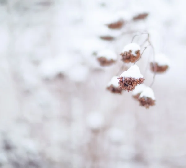 stock image Dry plants