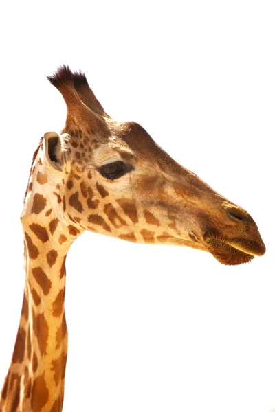 Žirafí hlava — Stock fotografie