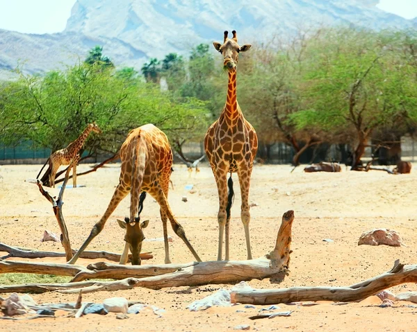 Żyrafy są jedzenie i picie — Zdjęcie stockowe