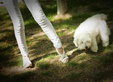 köpek ile kadın bacakları