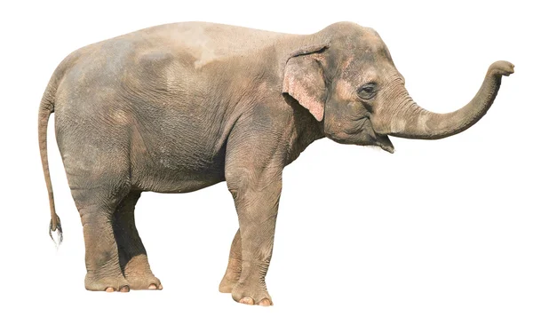Babyolifant — Stockfoto