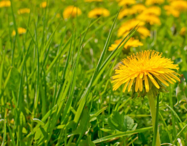 Stock image Dandelions