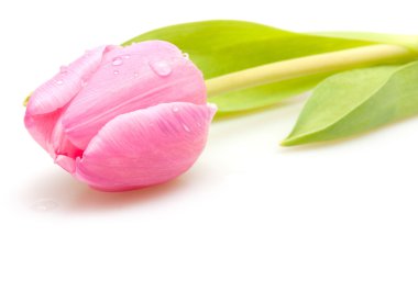 Pink Tulip clipart