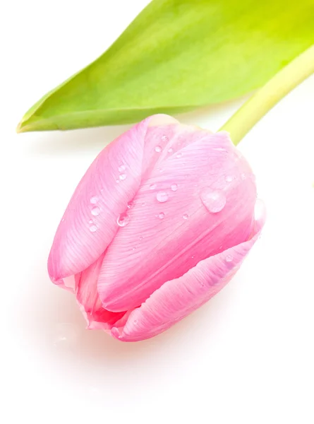 Pink Tulip — Stock Photo, Image