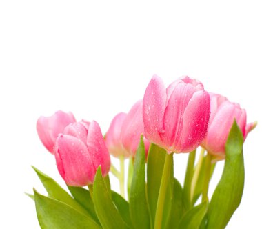 Tulips clipart