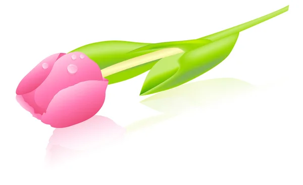 Růžová Tulipán — Stockový vektor