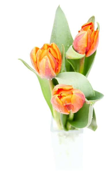 Tulipas — Fotografia de Stock