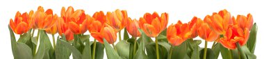 Orange Tulips clipart