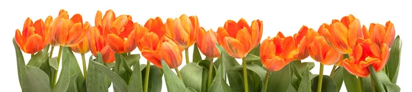 Oransje tulipaner – stockfoto
