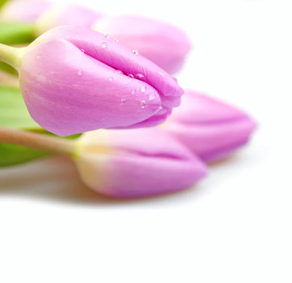 Violet Tulips — Stock Photo, Image