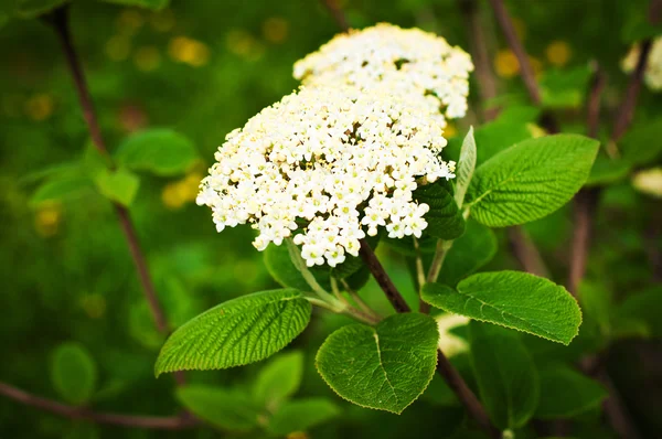 stock image Blossoming bush