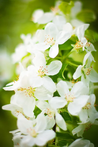 stock image Blossoming tree