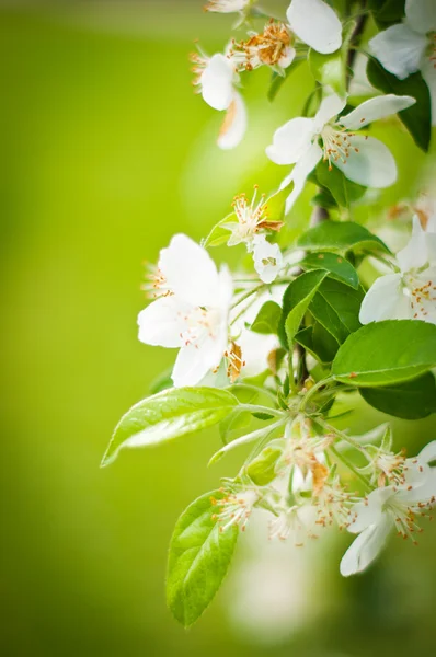 stock image Blossoming tree