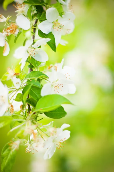 stock image Blossoming tree