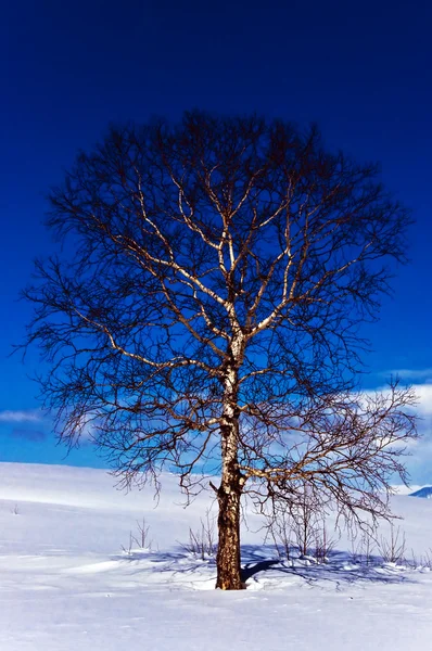 冬のオークの木 — ストック写真