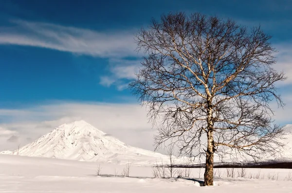 Kışın meşe ağacı — Stok fotoğraf