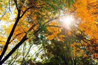 Eylül ayında ağaçlar arasında güneş ışınları