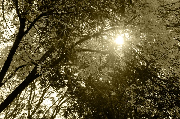Rayos solares a través de los árboles en septiembre —  Fotos de Stock