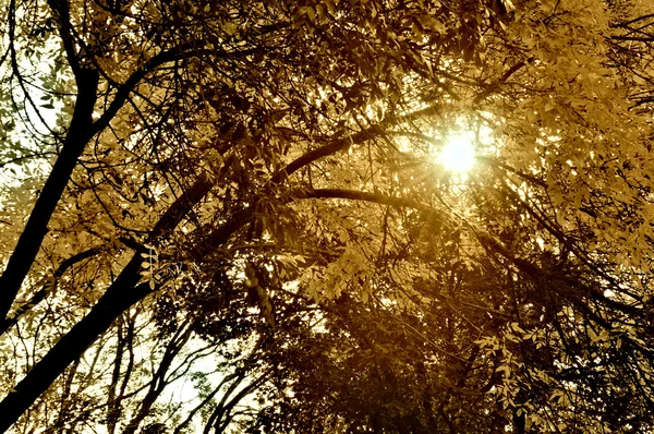 Solstråler gennem træer i september - Stock-foto