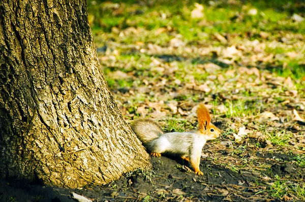 红松鼠 — 图库照片