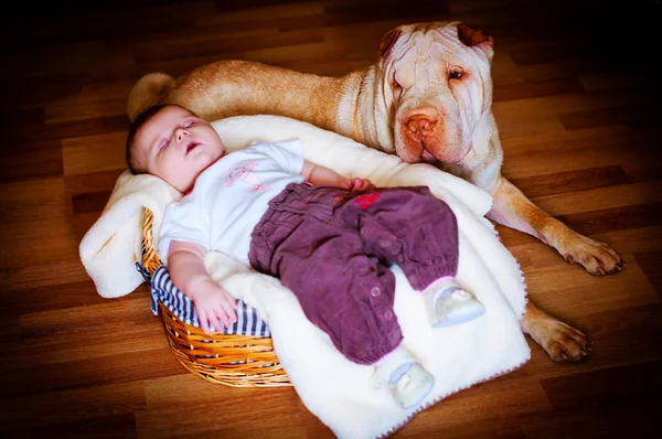 강아지와 아기 — 스톡 사진