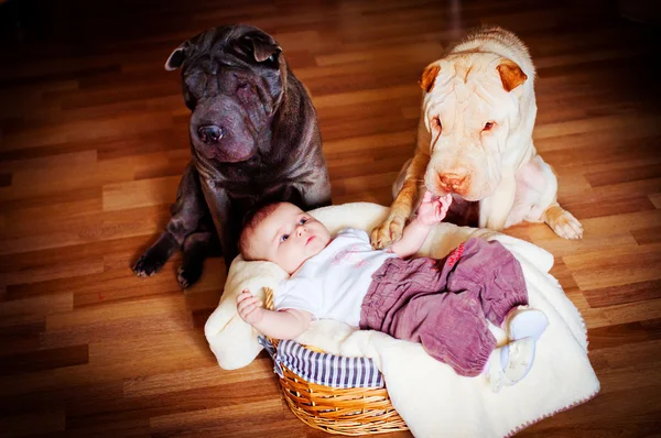 De baby met een hond — Stockfoto