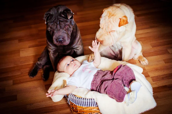 犬と赤ちゃん — ストック写真