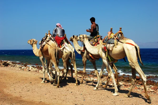 Всадники на верблюдах на пляже Красного моря — стоковое фото