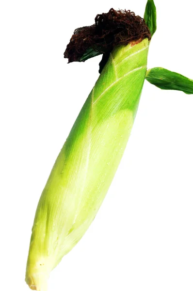 Grøn majskolbe - Stock-foto