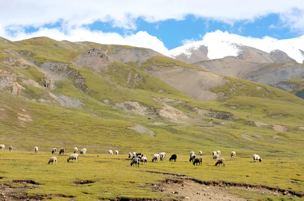 A tibeti táj — Stock Fotó