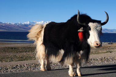 Tibetan yak at lakeside clipart