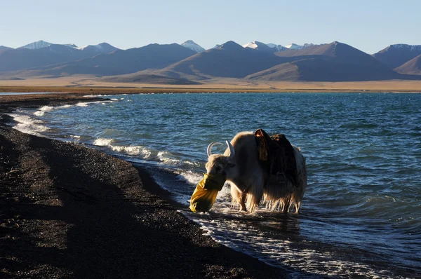 Paisagem à beira do lago — Fotografia de Stock