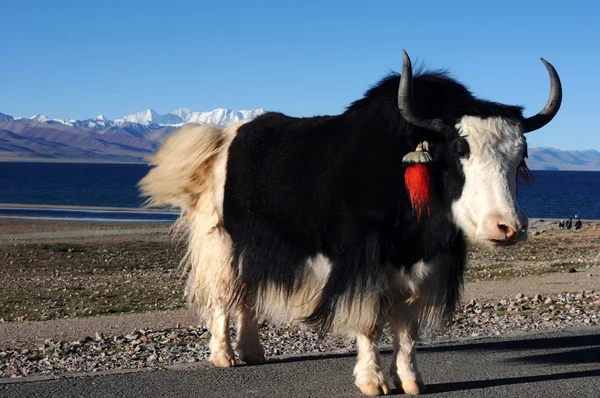 Тибетский як на берегу озера — стоковое фото