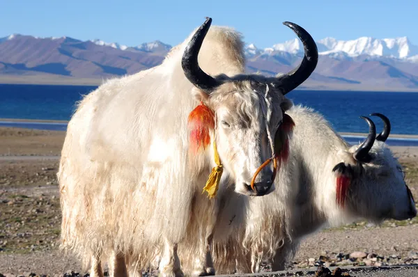 Тибетские белые яки на берегу озера — стоковое фото