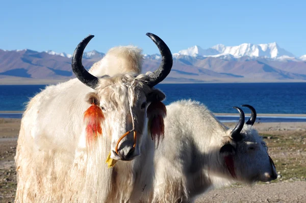 Tibetische weiße Yaks — Stockfoto