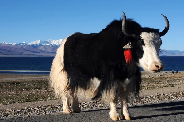 Tibetanska yak — Stockfoto