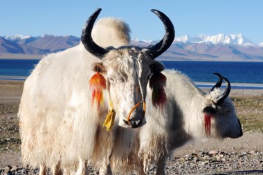 Tibetan white yaks clipart