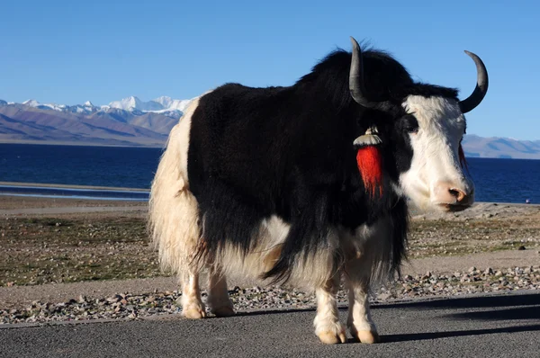 Tibetischer Yak — Stockfoto