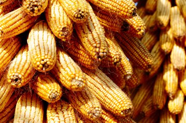 Background of corn cobs clipart