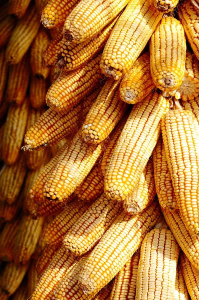 Фон кукурузных початков — стоковое фото
