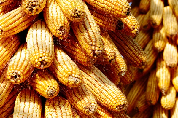 Tła z kolb kukurydzy — Zdjęcie stockowe