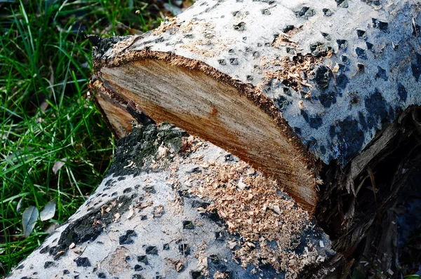 Lumbered wood — Stock Photo, Image