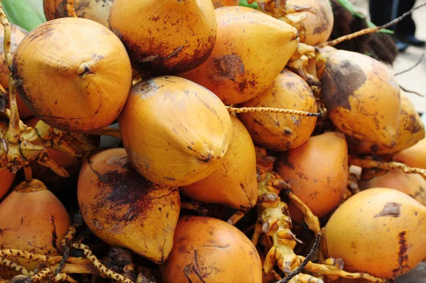 Golden coconut fruits — Stock Photo, Image