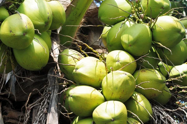 Coconut fruits — Stock Photo, Image