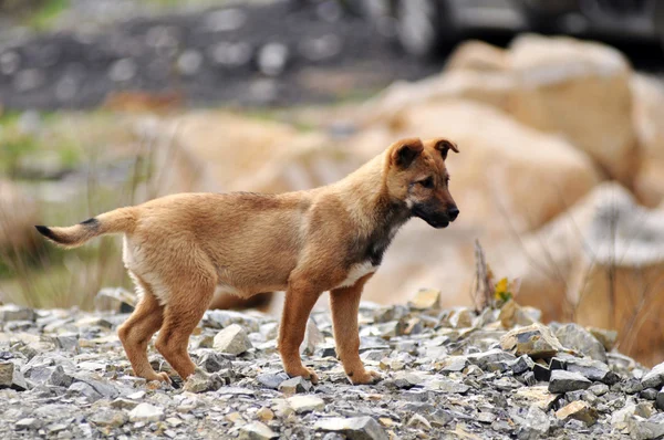 Cachorro de perro en el suelo rocoso — Foto de Stock