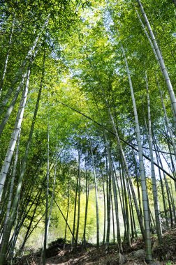 Bambu ormanı