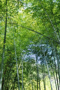 Bambu ormanı