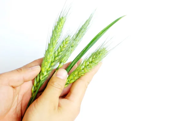 Wheat ears in hands — Stock Photo, Image